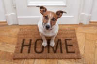 5 consejos para mudarte con tu mascota